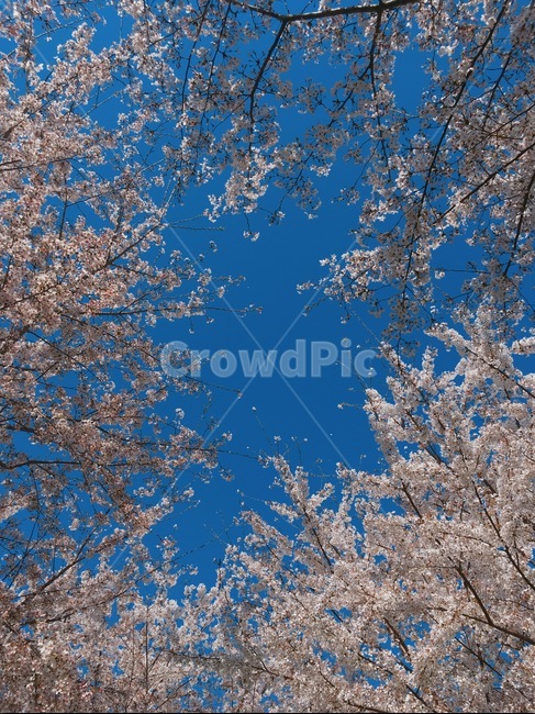 봄,봄하늘,벚꽃,꽃,식물,flower,blossom,cherryblossom,식물,자연,plants,nature,꽃,flower