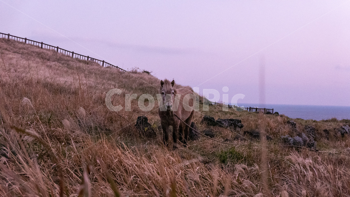 grassland,목초지,field,옥외,outdoor,들,송악산,제주,제주도,jeju,송악산둘레길,풍경,자연,landscape,nature,제주마,말,horse,제주도,jeju,jeju island,동물,animal,포유류,mammal,목축업,목장,livestock farming,ranching,pasture