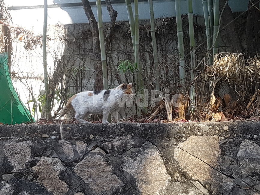 길고양이,고양이,cat,straycat,담벼락