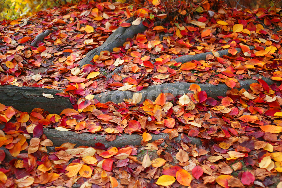 가을,낙엽,색감,단풍,빨강,autumn,red,yellow,autumnleaves,자연,나무,color,색채,감성,감성사진