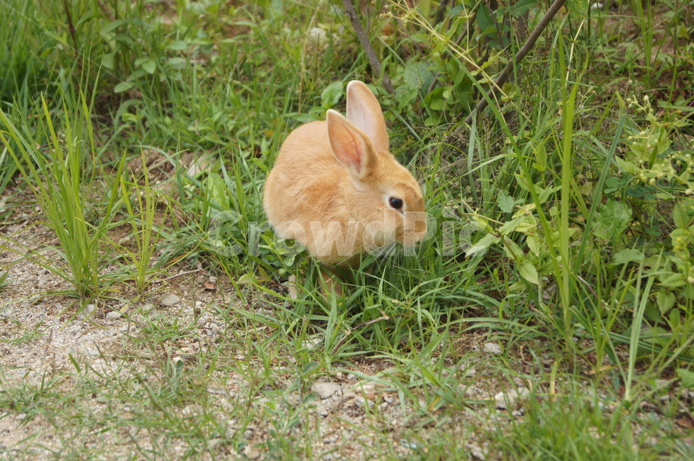 토끼,갈색,풀,초록색,큰귀,쫑긋,수염,rabbit,brown,grass,green,bigeared,mustache,cocking,동물,animal,포유류,mammal