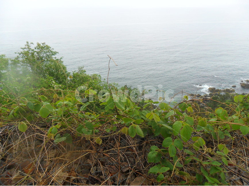식물,바다,안개,plants,sea,자연,풍경,nature,landscape,한국자연풍경,한국자연경관,korea nature landscape