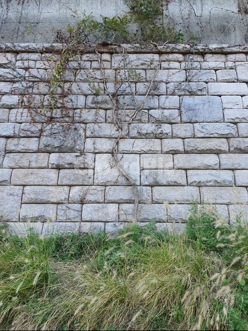 넝쿨나무,덩굴나무,넝쿨,넝쿨가지,덩굴,벽,wall,식물,가을,겨울