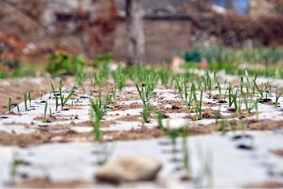 고향,마늘,겨울나기,밭일,고생,채소,식물,자연,plants,nature,채소,야채,vegetables,산업,industry,industrial,농업,농사,agriculture,farming,farming industry