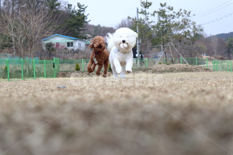 강아지,공,잔디,운동장,달리기