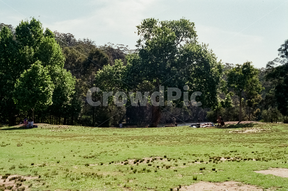 공원,숲,나무,잔디,녹지,잔디밭,평화로운,고요한,park,forest,tree,green,여름,자연,필름사진,감성사진,호주,내셔널파크