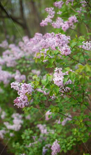 라일락,봄꽃,꽃,꽃나무,lilac,springflowers,flowers,봄,계절,spring,season,식물,자연,plants,nature,꽃,flower,plant,blossom