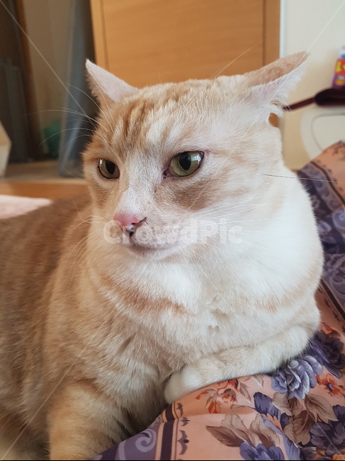 동물,고양이,코리안숏헤어,냐옹이,코숏