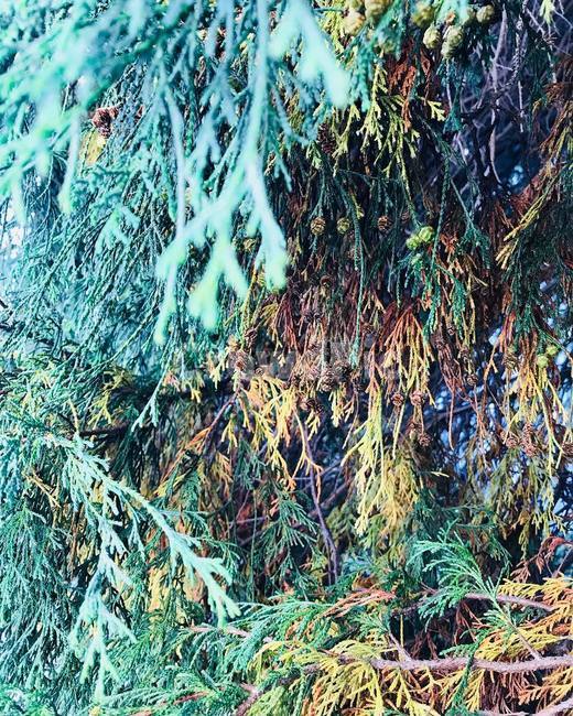 tree,나무,식물,plant,자연