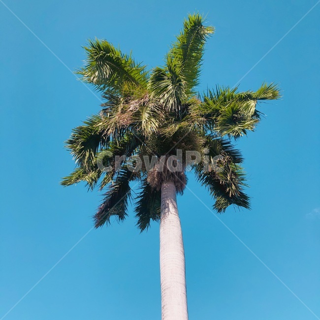 야자수,나무,야자수나무,여름나무,여름,여름,계절,summer,season,식물,자연,plants,nature,나무,trees,wood,palm tree,tree,plant