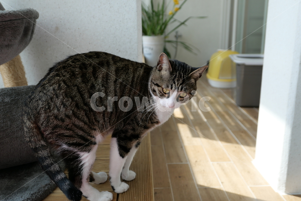 고양이,코숏,길고양이,동물,반려묘,반려동물,cat,kitten,animal,동물,animal,포유류,mammal,고양이,cat,kitten,kitty