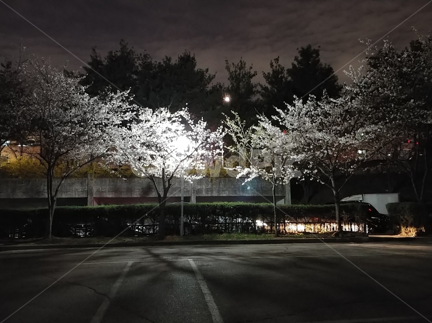 밤,봄밤,벚나무,달,주차장
