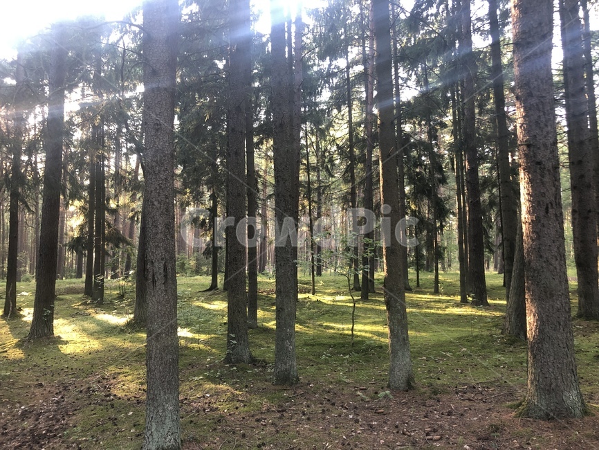 숲,나무,forest,tree,grass,풀,땅,land,자연,nature,soil,흙,햇빛,lithuania,나뭇잎,leaves