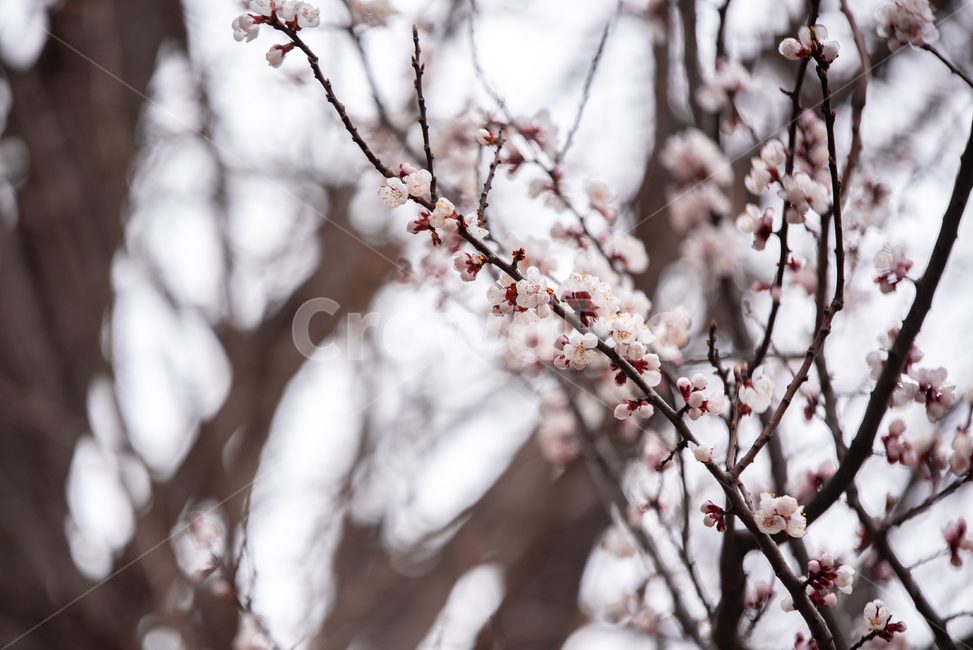 데이트,산책,봄,꽃,벚꽃,봄,계절,spring,season,식물,자연,plants,nature,꽃,flower,plant,blossom