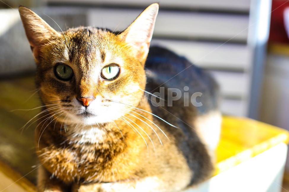 고양이,반려묘,애묘,유기고양이,동물,동물,animal,포유류,mammal,고양이,cat,kitten,kitty