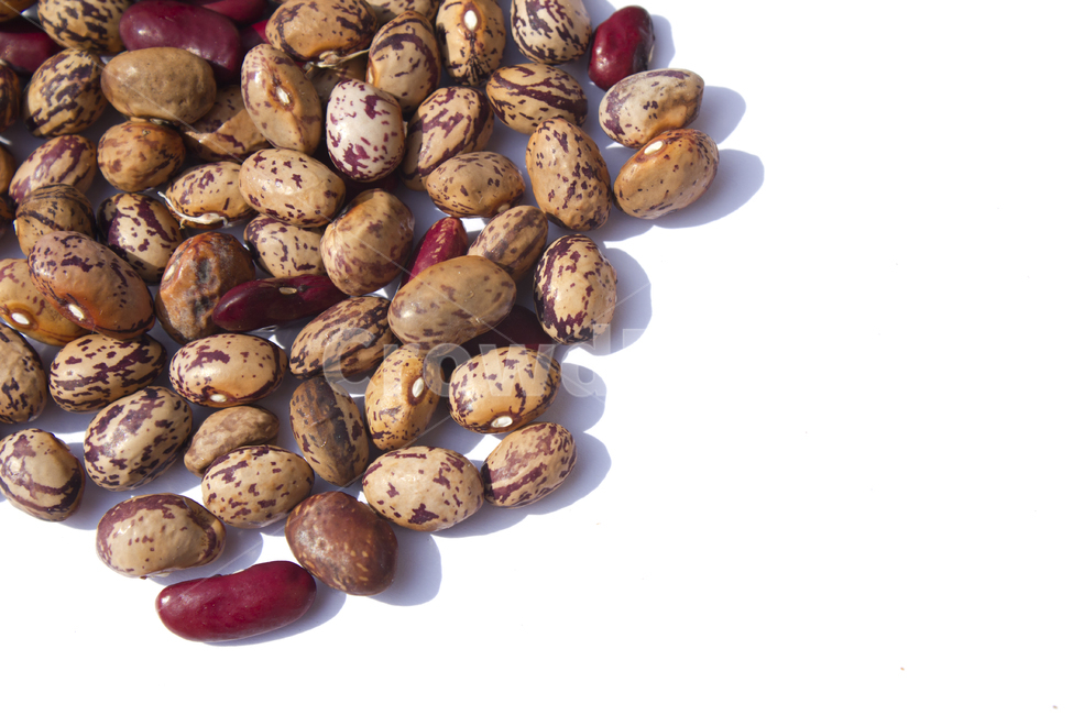 cranberrybean,콩,호랑이콩,호랑이강낭콩,얼룩,무늬,식재료,vegetable,갈색,브라운,빨강,레드,붉은색,곡류,곡식,음식,흰배경,탑,탑뷰,탑앵글,모아놓은,모으기,농작물,음식재료,콩류,모아둔,자연,식물,열매,많은,다수