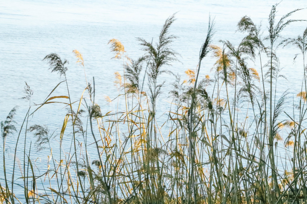 plant,식물,grass,잔디,lawn,갈대