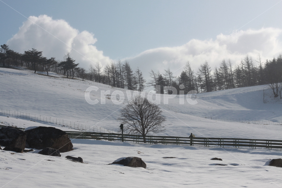 tree,나무,식물,자연,겨울,옥외,대관령,겨울,계절,winter,season,자연,풍경,nature,landscape