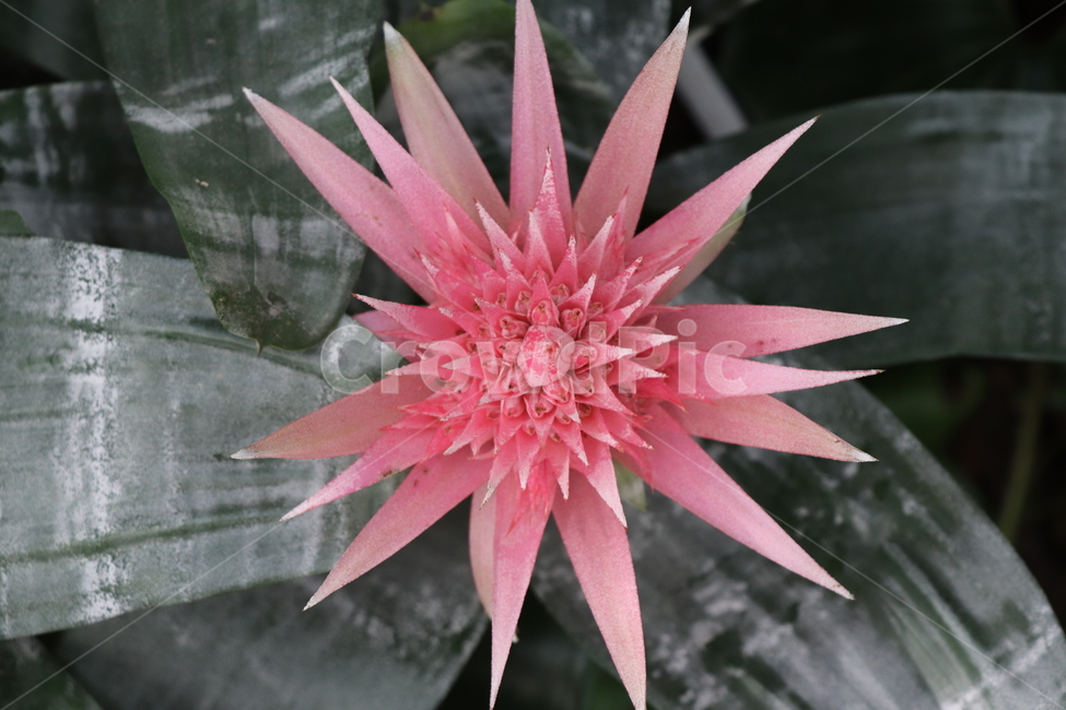 plant,식물,꽃,핑크,flower,식물,자연,plants,nature,꽃,flower