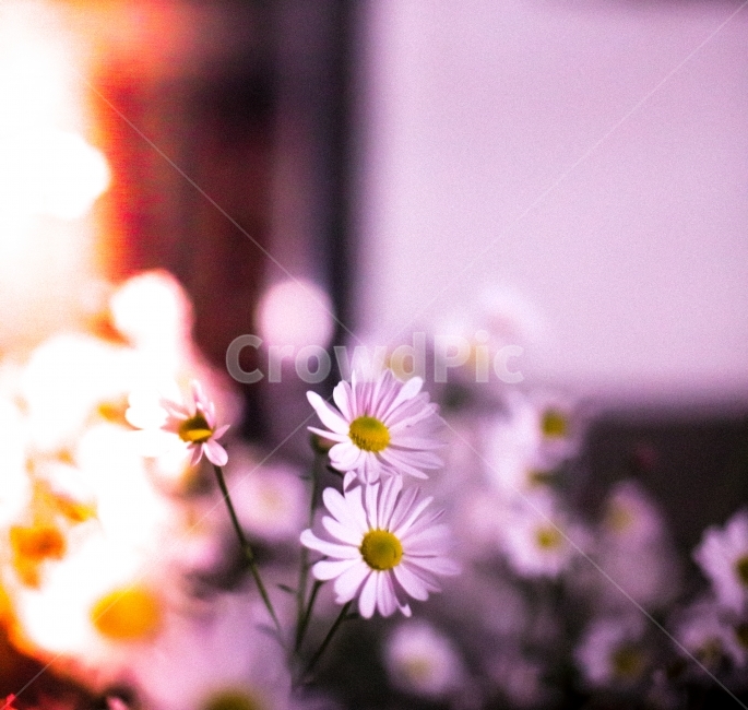 필름,필름감성,아날로그,꽃,감성,감성사진,꽃사진,밤,사랑,식물,자연,plants,nature,꽃,flower,감성,sensible,feeling,색깔,색상,색채,색감,color sense,color sensitivity,feeling of color