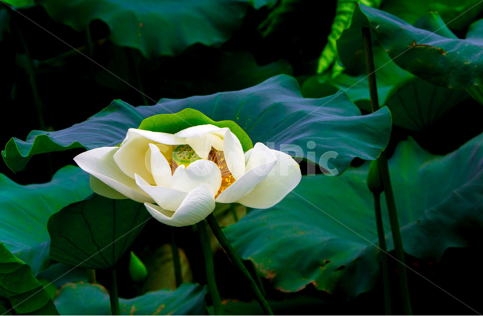 연꽃,연잎,습지,자연,무늬,생태,식물,자연,plants,nature,꽃,flower
