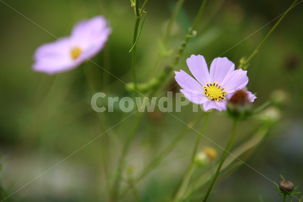 꽃,식물,플라워,코스모스,야생,계절,가을,가을,계절,fall,autumn,season,식물,자연,plants,nature,꽃,flower,plant