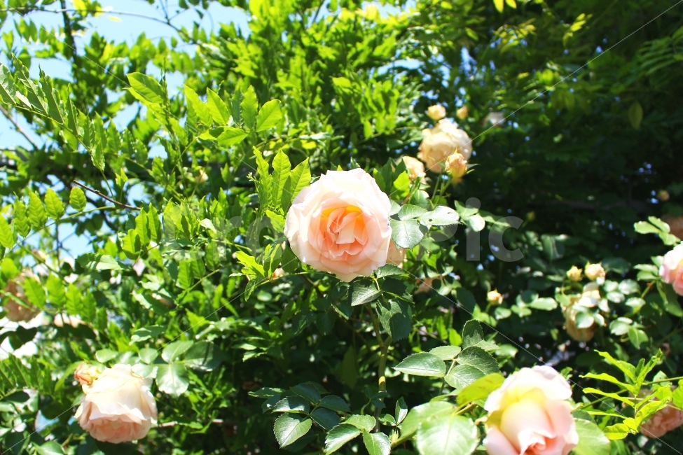 장미,흰장미,색감,봄,로즈,감성사진,flower,rose,flowers,spring,white,흰색,풍경사진,ROSE,FLOWER,꽃,식물,자연,plants,nature,꽃,flower