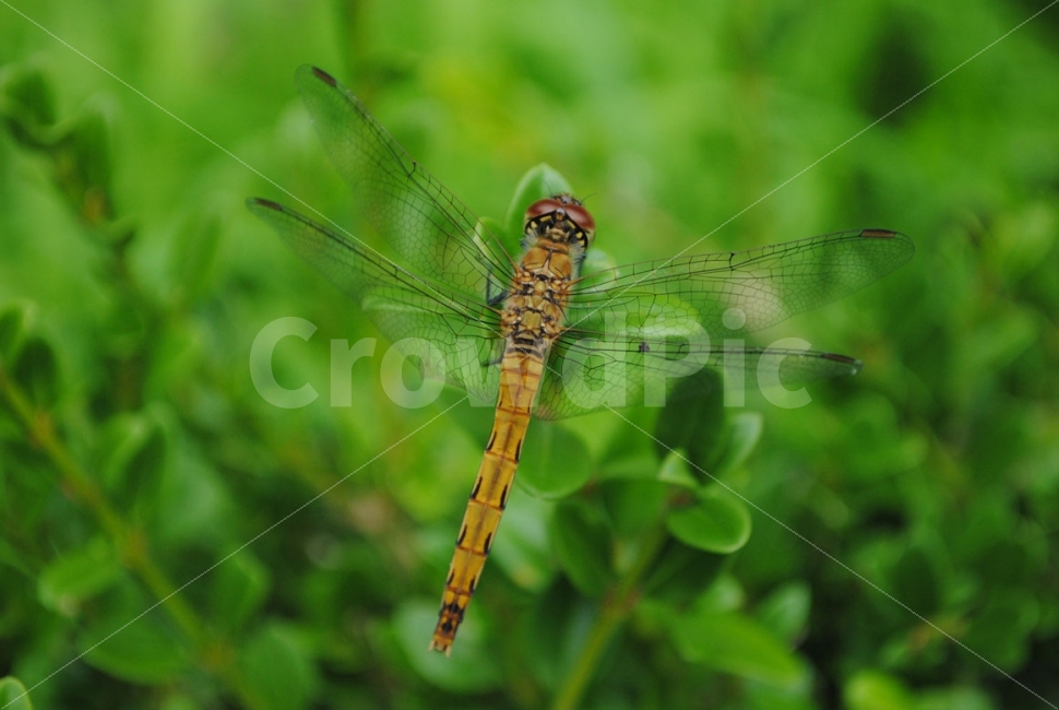 잠자리,곤충,dragonflies,bugs,자연,nature,insect,동물,animal,곤충,벌레,insect,bug