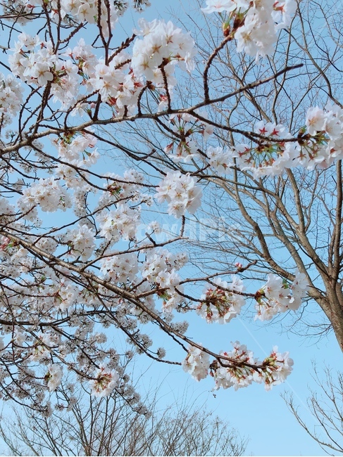 봄,벚꽃나무,봄꽃,벚꽃,나무