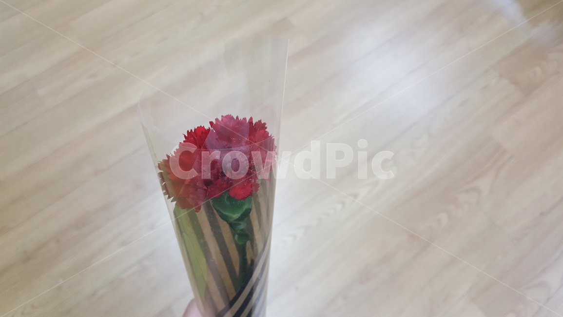 카네이션,감사,꽃,스승,스승의날,꽃,flower,기념일,축하,anniversary,congratulation,celebrate,celebration