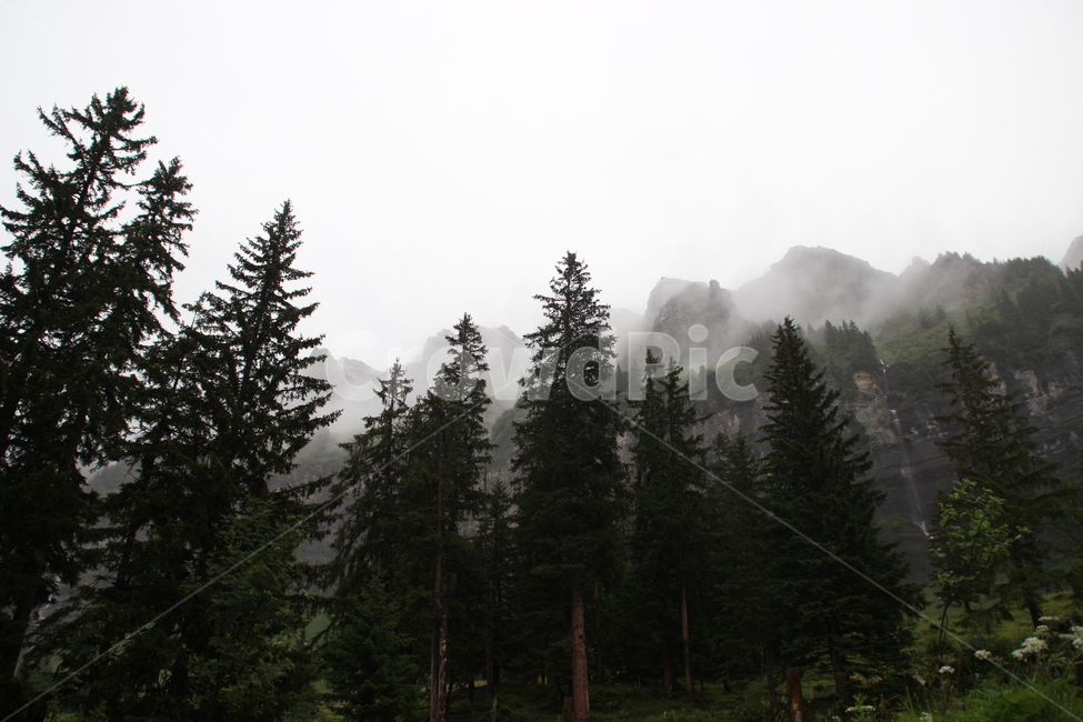 인터라켄,융프라우산,융프라우,스위스,interlaken,jungfraumt,jungfrau,swiss,switzerland,자연,풍경,nature,landscape,해외,외국,세계,foreign,oversea,world,세계자연풍경,해외자연풍경,외국자연풍경,world nature landscape,tree,나무,plant,식물,fir,전나무,abies,아비