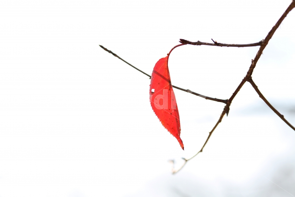 가을사진,단풍잎,감성사진,자연,식물,단풍,가을,계절,fall,autumn,season,식물,자연,plants,nature,leaf,잎,plant,tree,나무