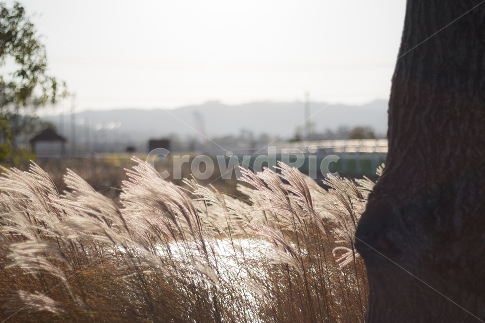 가을,풍경,산책,산,갈대,억새,가을,계절,fall,autumn,season,식물,자연,plants,nature,plant,grass,잔디,lawn,reed