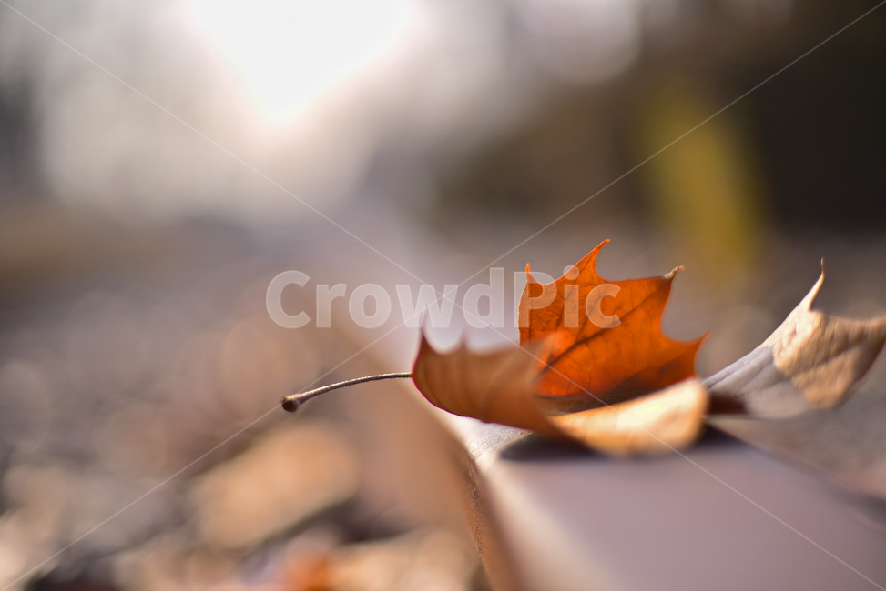 감성사진,겨울풍경,늦가을,나뭇잎,잎새,잎사귀,plant,식물,leaf,잎,바닥,아웃포커스,보케,빛망울,플레어,flare,필름감성,감성풍경,분위기,느낌,필링,feeling,sensible,emotional,background,배경,바탕,bokeh,플라타너스잎,outdoor,야외,옥외,낙엽,철길,철로