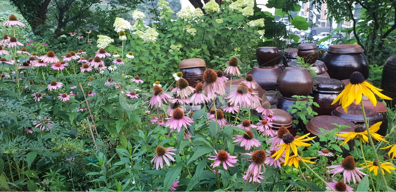 아름다운꽃,자연,여름,감성,계절,꽃,식물,배경이미지,beautifulflowers,plant,nature,라임라이트꽃,항아리,장독대,green,에키네시아,루드베키아,배경,배경화면,식물,자연,plants,nature,꽃,flower