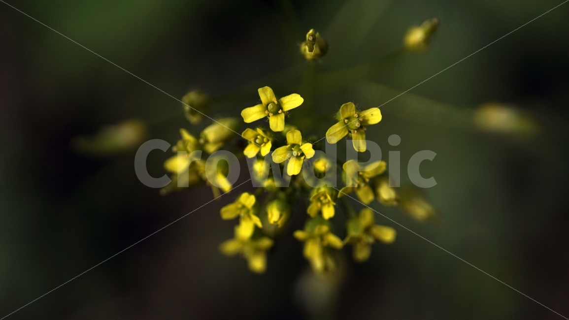 봄,꽃,플라워,spring,flower,봄꽃,식물,자연,이파리,풀,산,산속,산길,산책,산보,4월,화단,꽃밭,nature,april,환경,꽃잎,노란꽃,노랑꽃,꽃다지,꽃이피다,꽃이피었다,꽃사진,식물,자연,plants,nature,감성,sensible,feeling,봄,계절,spring,season,꽃,flower,plant