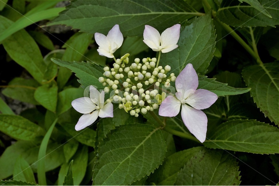 산수국,자연,식물,꽃,flower,bloom,유성화,무성화,가꽃