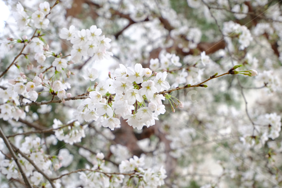 봄,식물,만개,벚꽃,화사함,봄꽃,싱그러움,꽃,flower,blossom