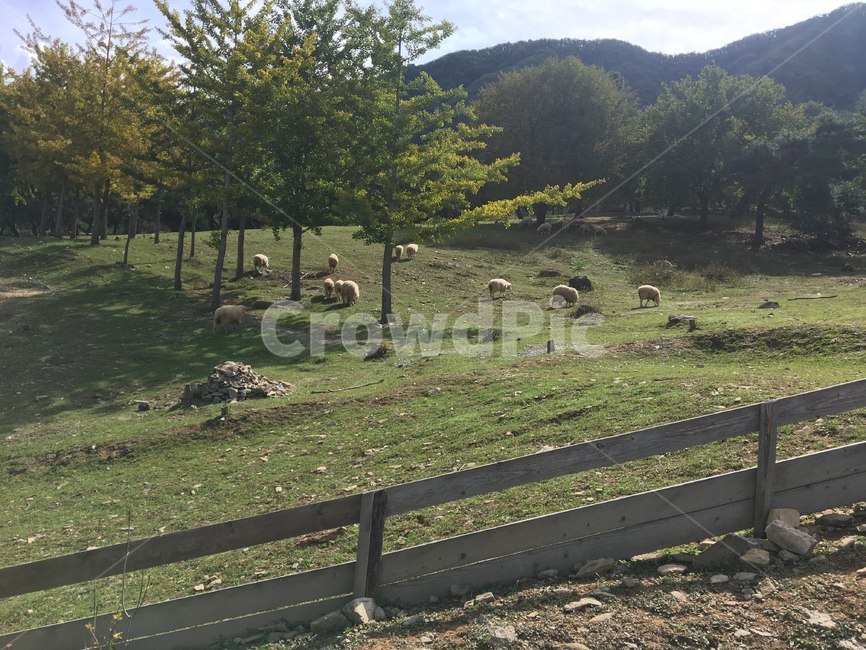 자연,들,목초지,양,양떼,양떼목장,해피초원목장,춘천,field,동물