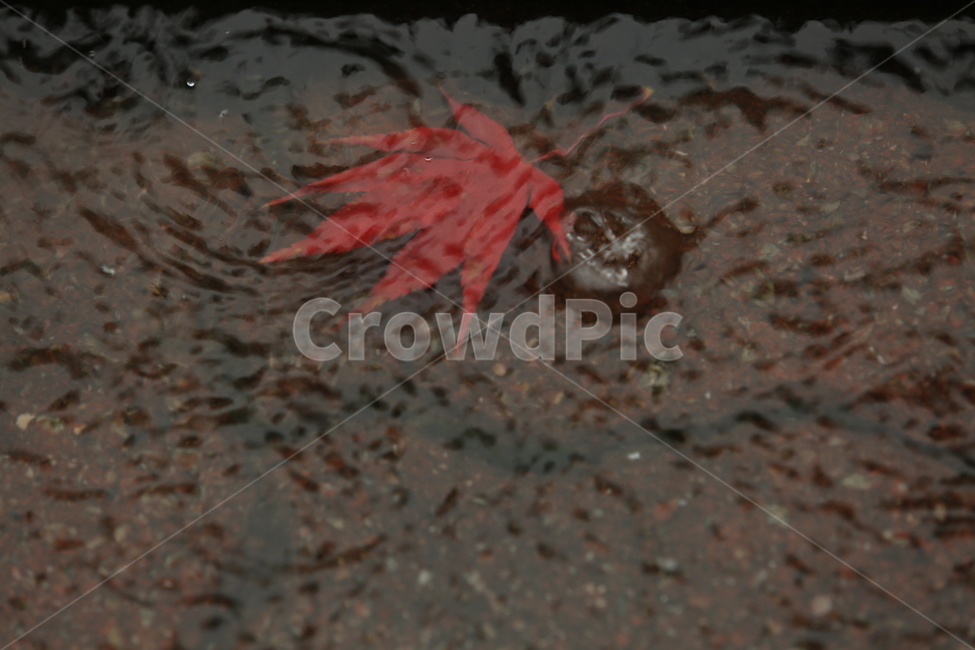 비,낙엽,비오는소경,비오는날,풍경,빗방울,가을,계절,fall,autumn,season,비,비오는날,rain,rainy,plant,식물,leaf,잎