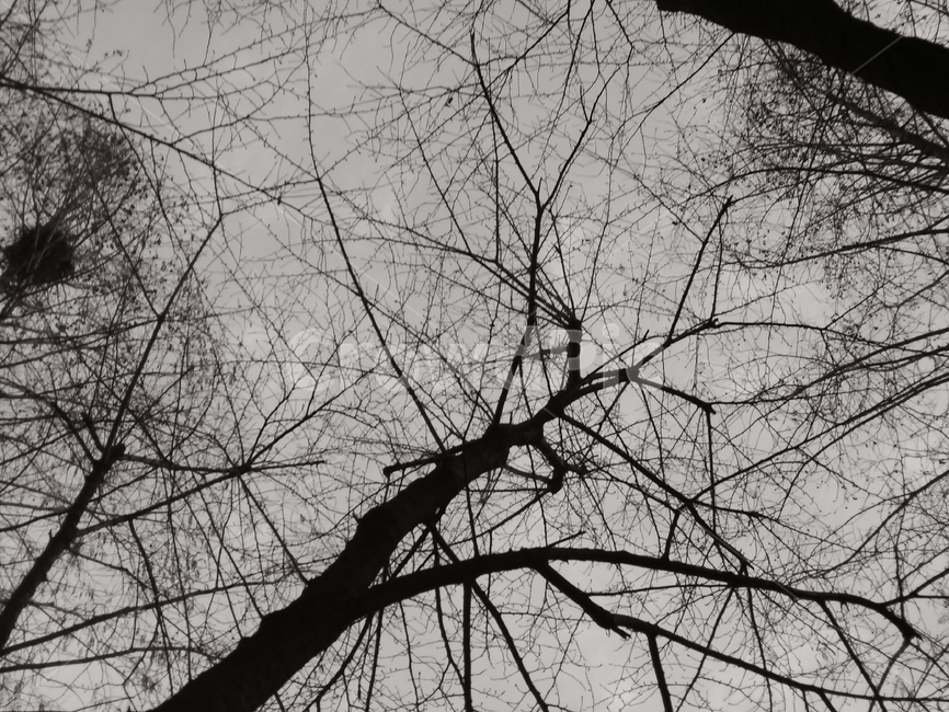 흑백,나무,하늘,겨울,강추위,둥지,겨울,계절,winter,season,식물,자연,plants,nature,나무,trees,wood,흑백,모노톤,monochrome,black and white