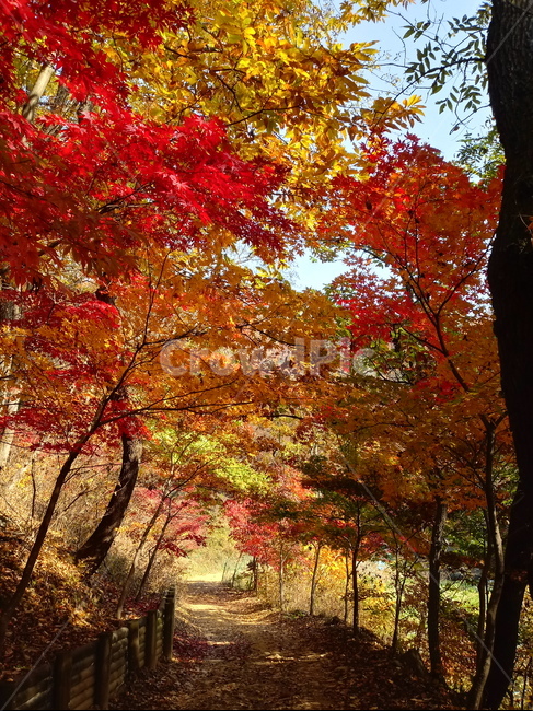 낙엽,단풍,落葉,leaves,나뭇잎,단풍나무,식물,maple,낙엽활엽관목,잎,계절,가을,자연,풍경,outdoors,옥외,fallautumnseason,naturelandscape,풍경사진,길,산책로,등산로,가을,계절,fall,autumn,season,tree,나무,plant,leaf,tree trunk,나무 줄기