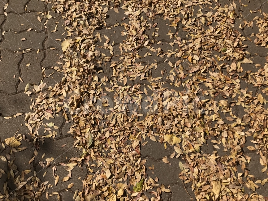 금빛,나뭇잎,가을나무,가을빛,낙옆,가을,낙엽,가을,계절,fall,autumn,season,ground,바닥