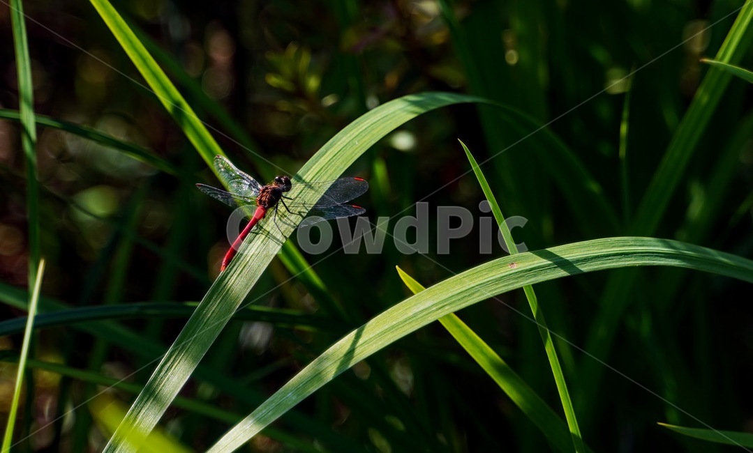 잠자리,고추잠자리,곤충,가을,insect,animal,동물,dragonfly,곤충,벌레,insect,bug