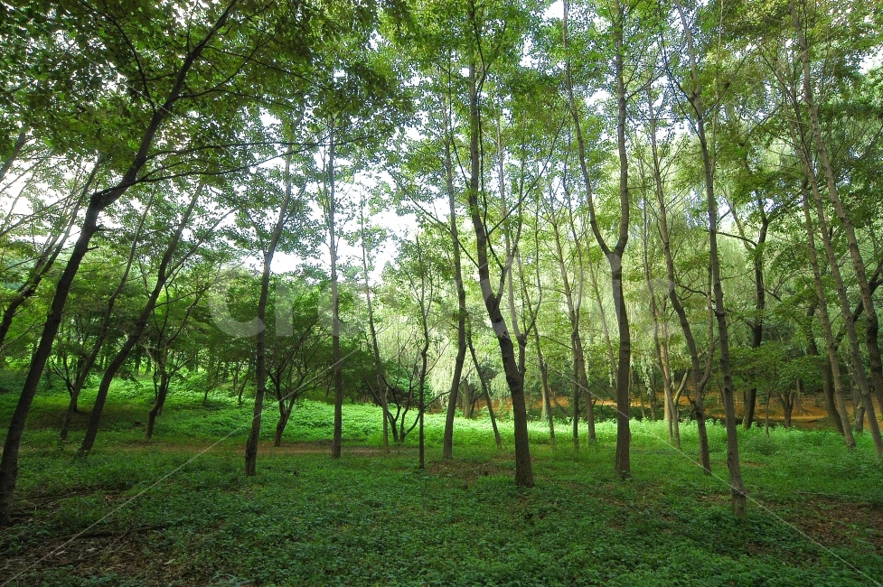 숲,나무,풀,풀잎,자연,나무숲,산림,그린,초록,초록색,배경,산,자연,풍경,nature,landscape,식물,plants,나무,trees,wood,tree,plant,vegetation,초목,outdoors,옥외,land,땅