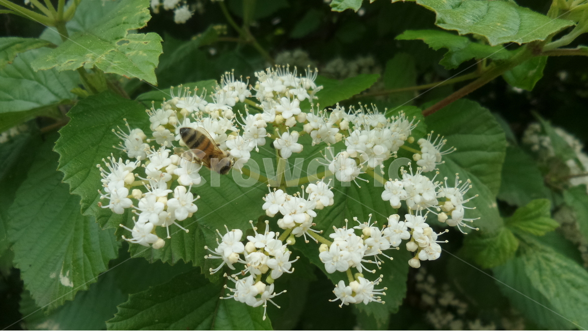 덜꿩나무,흰색꽃,붉은열매,인동과,쌍떡잎식물,식물,자연,plants,nature,꽃,flower,동물,animal,곤충,벌레,insect,bug