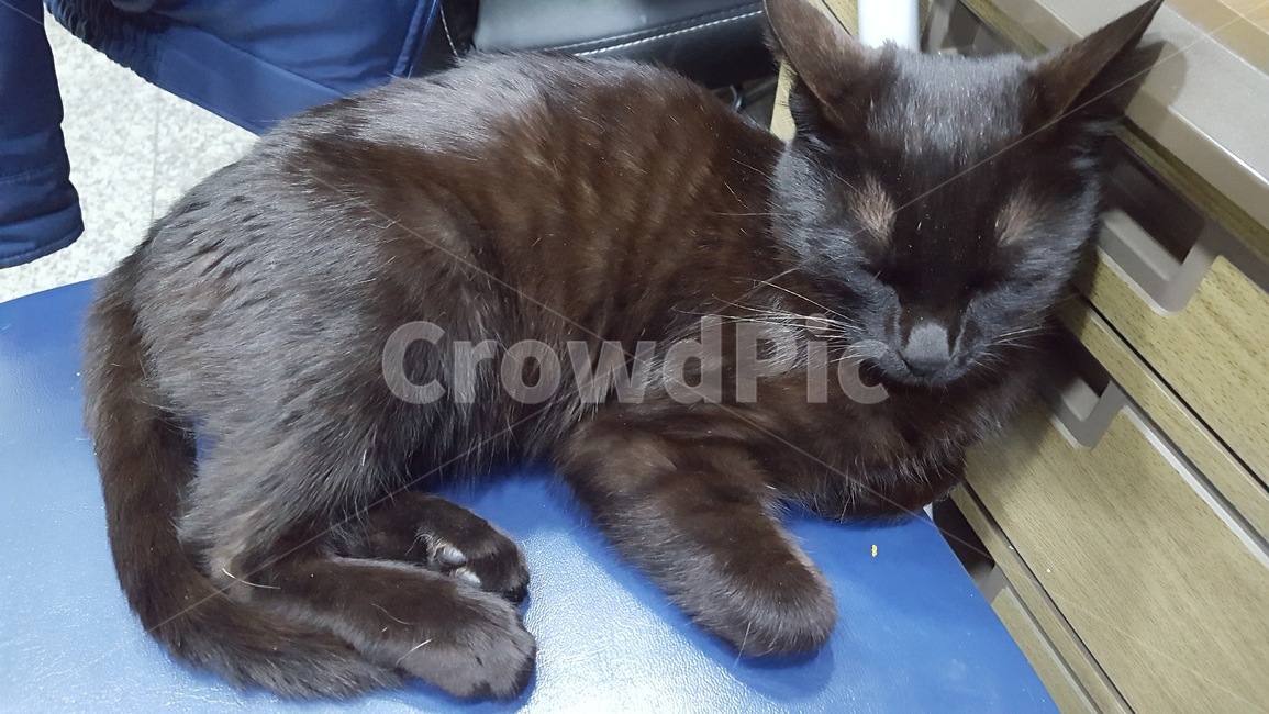 cat,고양이,동물,힐링,애완동물