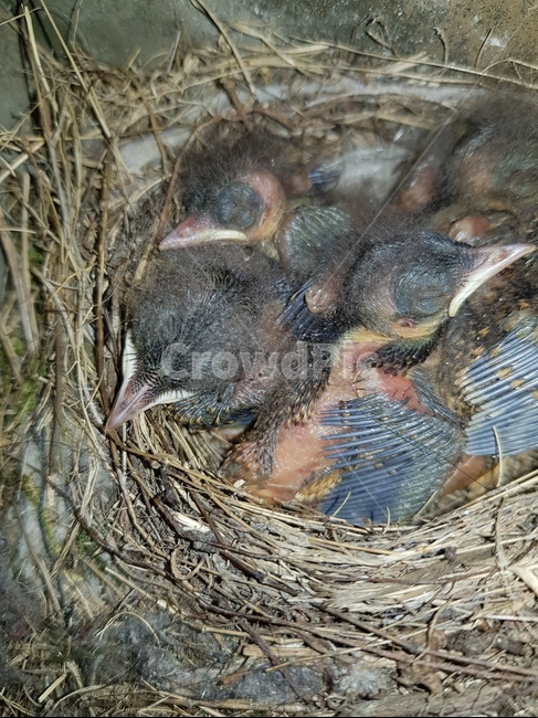 자연,조류,새,새끼,bird,둥지,동물,animal,조류,새,birds