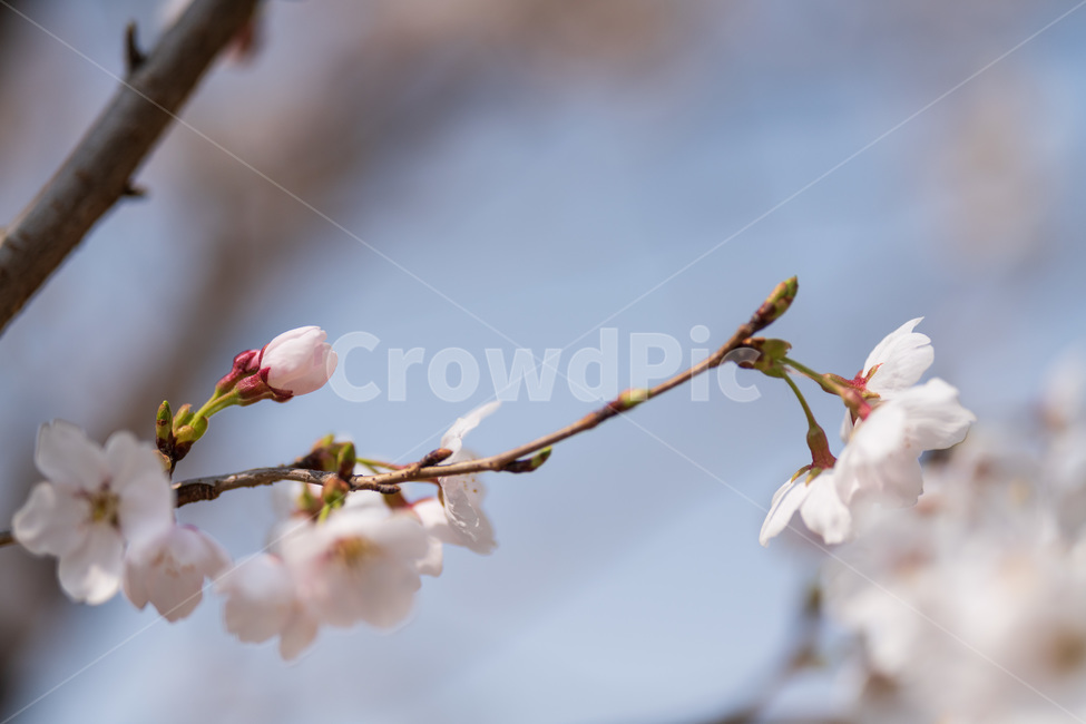 벚꽃,봄,사쿠라,벚꽃나무,꽃,봄꽃,봄,계절,spring,season,식물,자연,plants,nature,꽃,flower,plant,blossom,cherry blossom