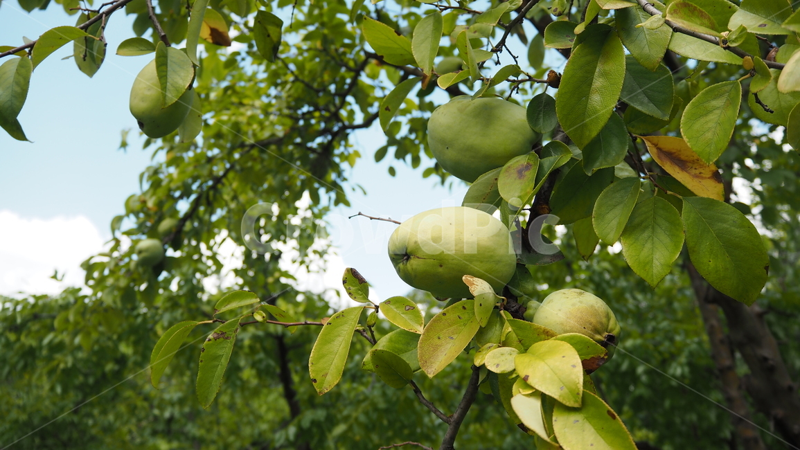과일,모과,나뭇잎,fruit,leaf,quince,자연,nature,식물,자연,plants,nature,과일,열매,fruit